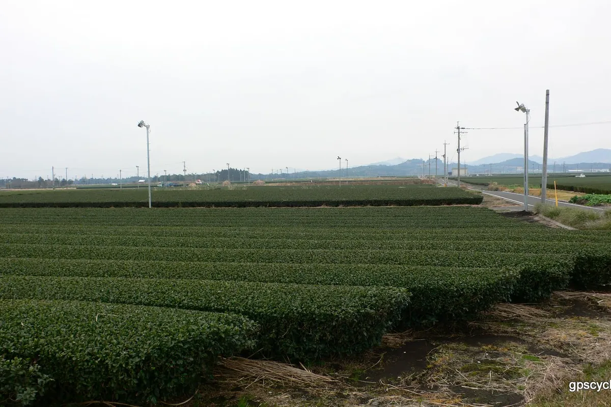 Rows of trimmed tea bushes at a tea plantation in Kagoshima Prefecture, Japan, with mountains in the distance