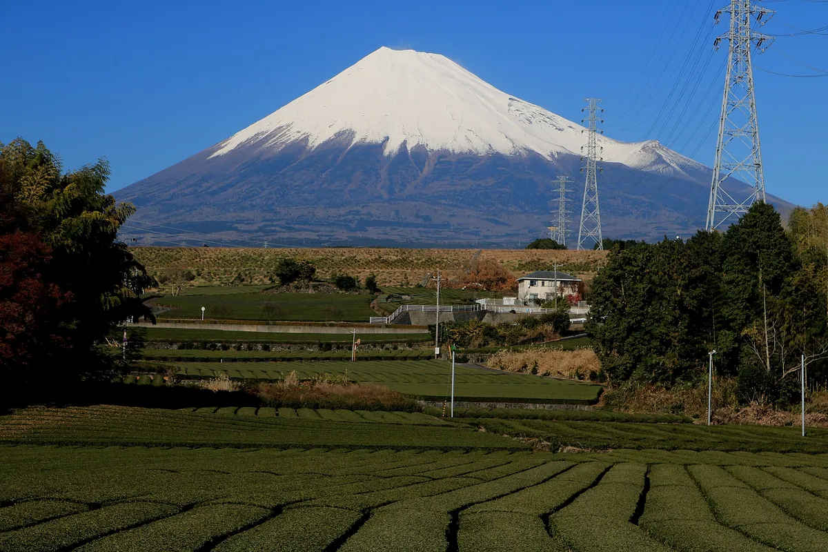 Rows of green tea bushes with snow-capped Mount Fuji in the background at a tea plantation in Shizuoka, Japan
