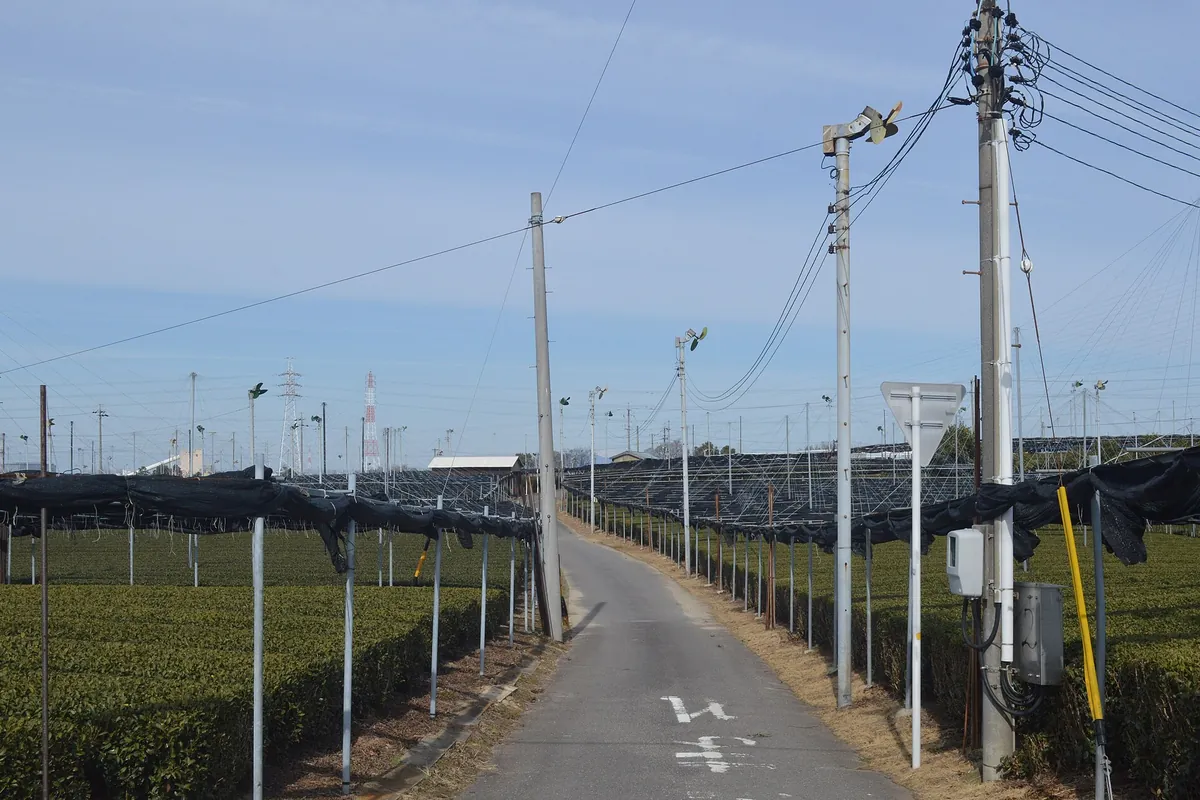 A paved road running between tea fields covered with shade netting on poles