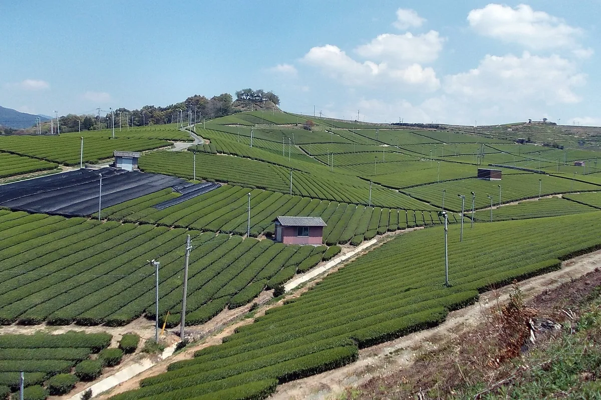 Terraced tea fields covering a hillside at a tea plantation in Yame, Fukuoka Prefecture, Japan
