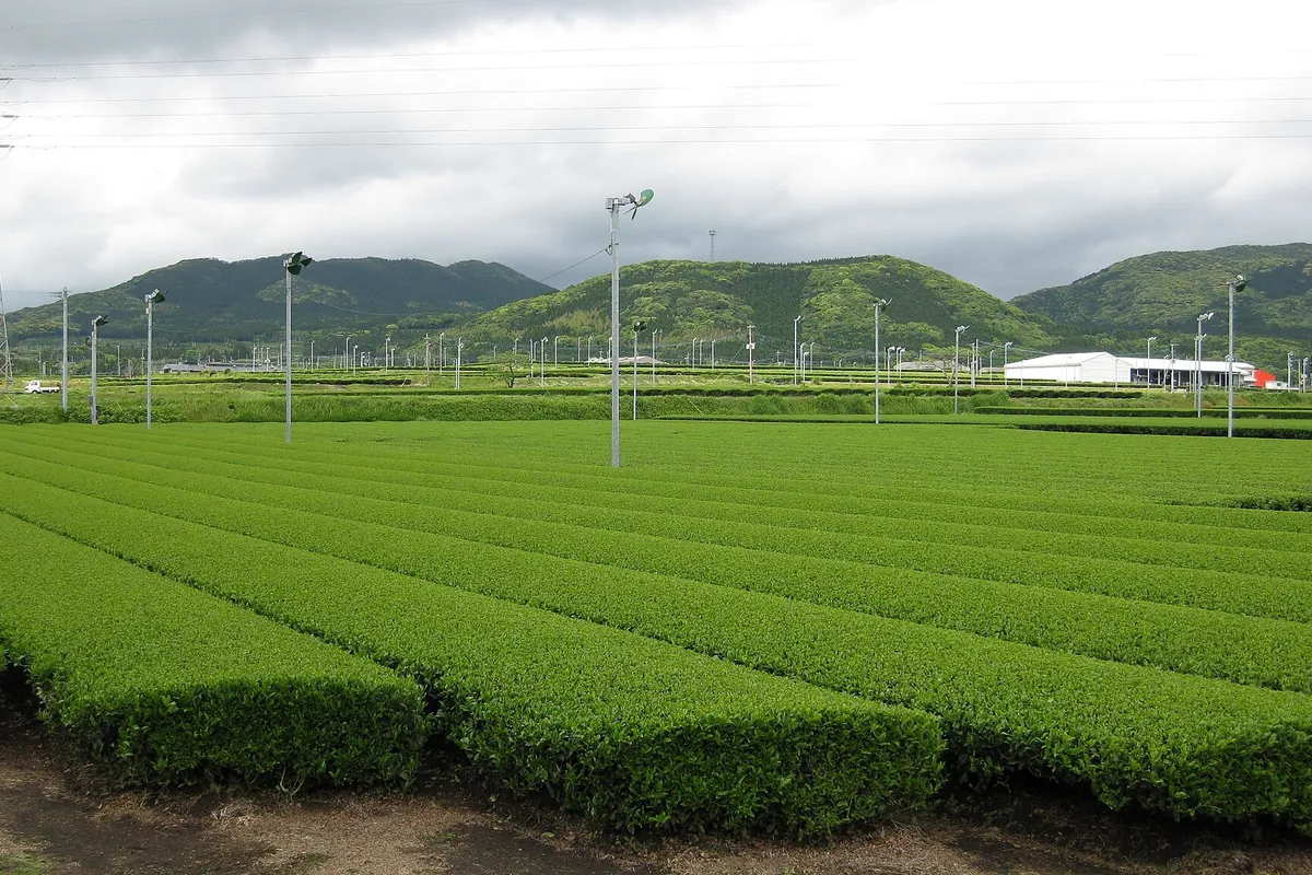 Rows of trimmed tea bushes on a plantation with tall fan poles and hills in the background in Kagoshima, Japan