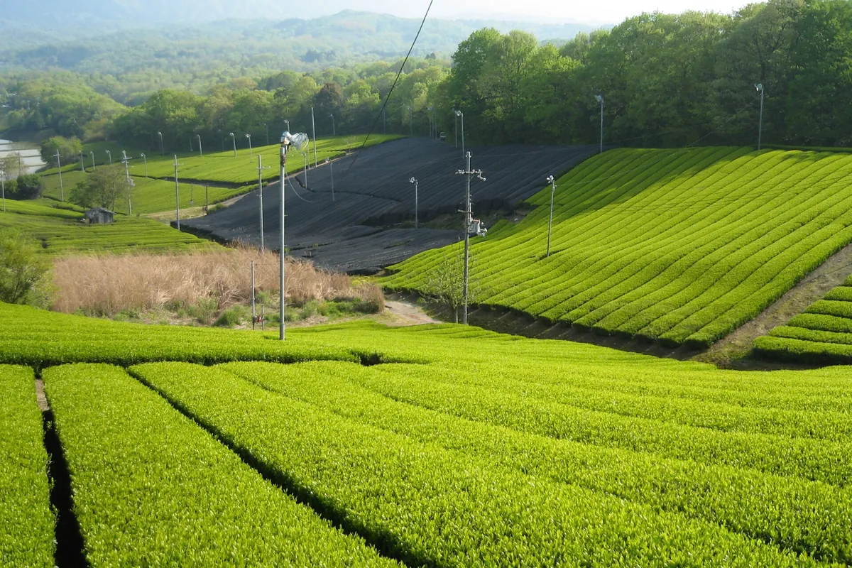 Rows of tea bushes on a hillside plantation with black shade netting and hills in the background in Minami-yamashiro, Kyoto P