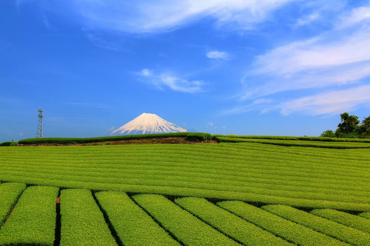 静岡県の、富士山を背景にした緑茶畑の整然とした畝