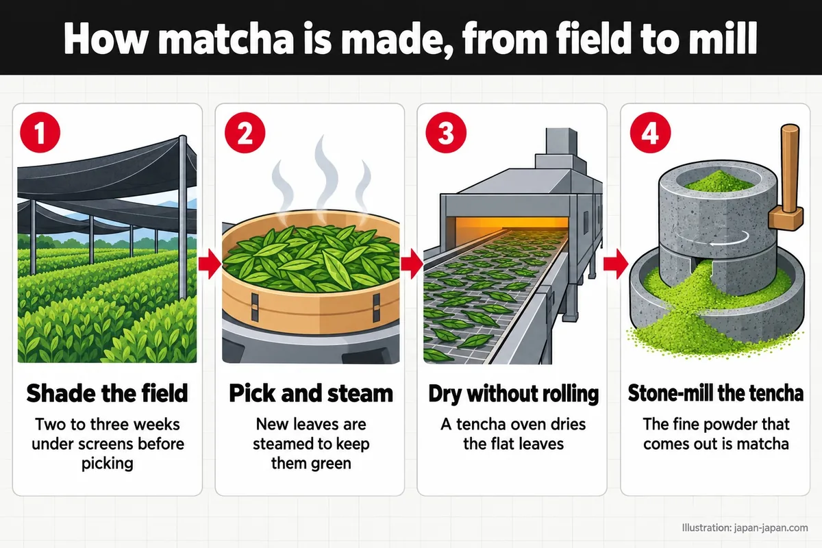 How matcha is made, from field to mill. Shade the field. Two to three weeks under screens before picking. Pick and steam.