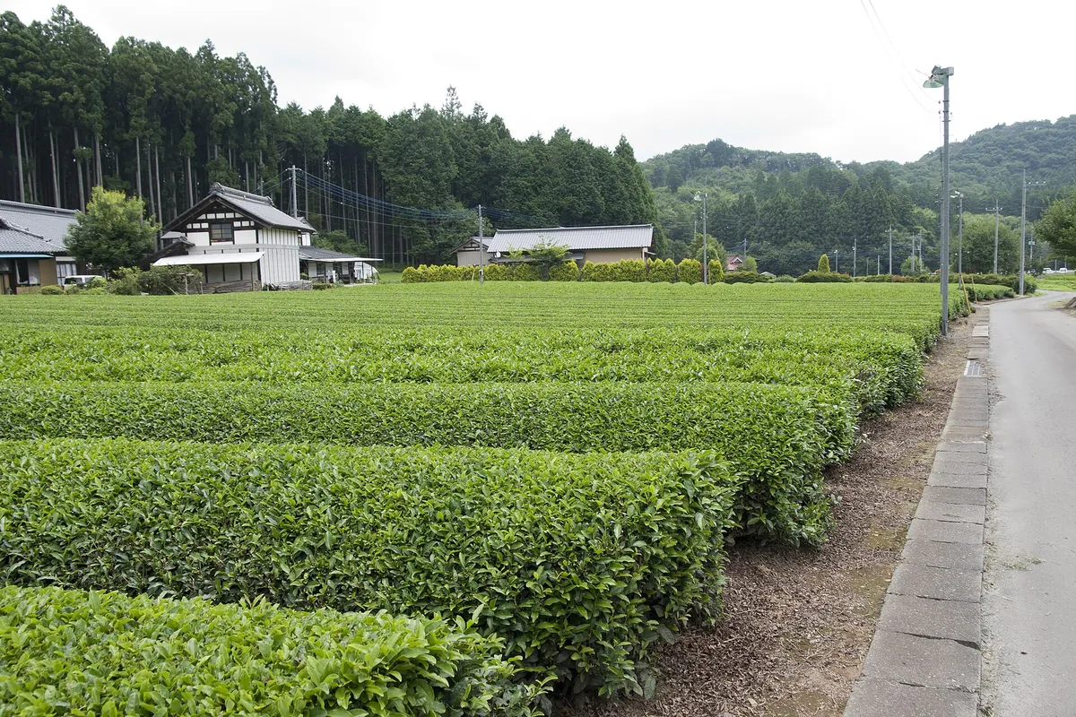 Rows of green tea bushes on a tea plantation in Shirosato, Ibaraki, Japan, with houses, trees and hills behind.