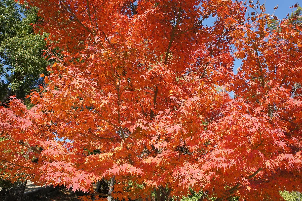 Bright red maple leaves covering the branches of a tree on Miyajima