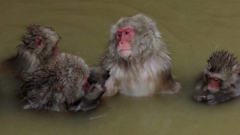 Four Japanese macaques bathing in a hot spring pool, two leaning close together grooming