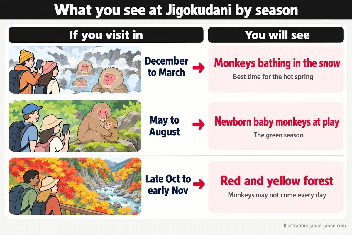 What you see at Jigokudani by season. If you visit in. You will see. December to March. Monkeys bathing in the snow.