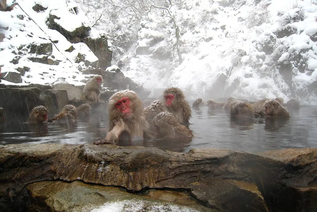 Japanese macaques soaking in a steaming hot spring surrounded by snow-covered rocks and trees