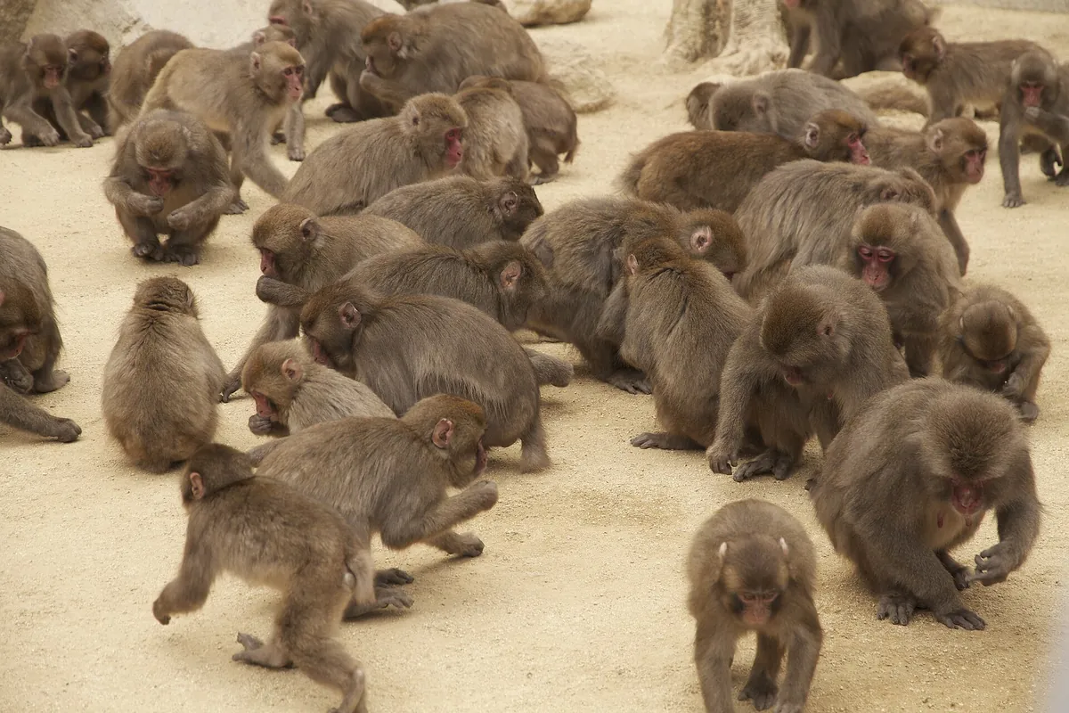 Large troop of Japanese macaques gathered closely together on bare ground