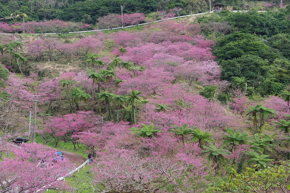 ピンク色の桜で覆われた八重岳の斜面、曲がりながら続く道と木々の間に生えるシダの木