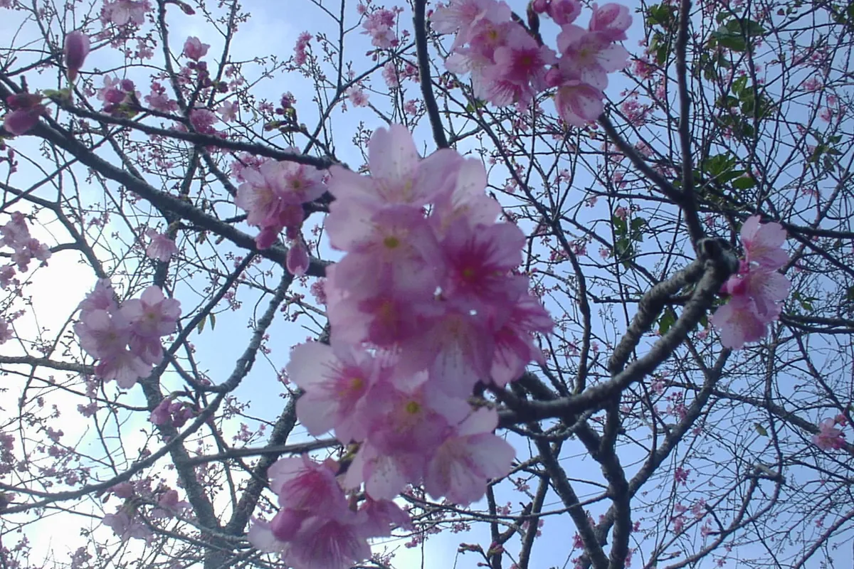葉のない枝に咲く、鈴の形をしたピンク色のカンヒザクラの花のクローズアップ、背景は空