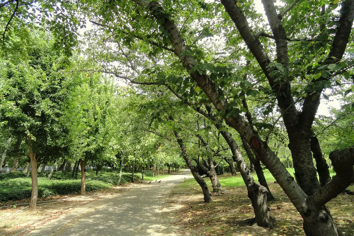 Tree-lined paved path with fallen leaves at Nagai Botanical Garden in Osaka, lined by trees with thick trunks