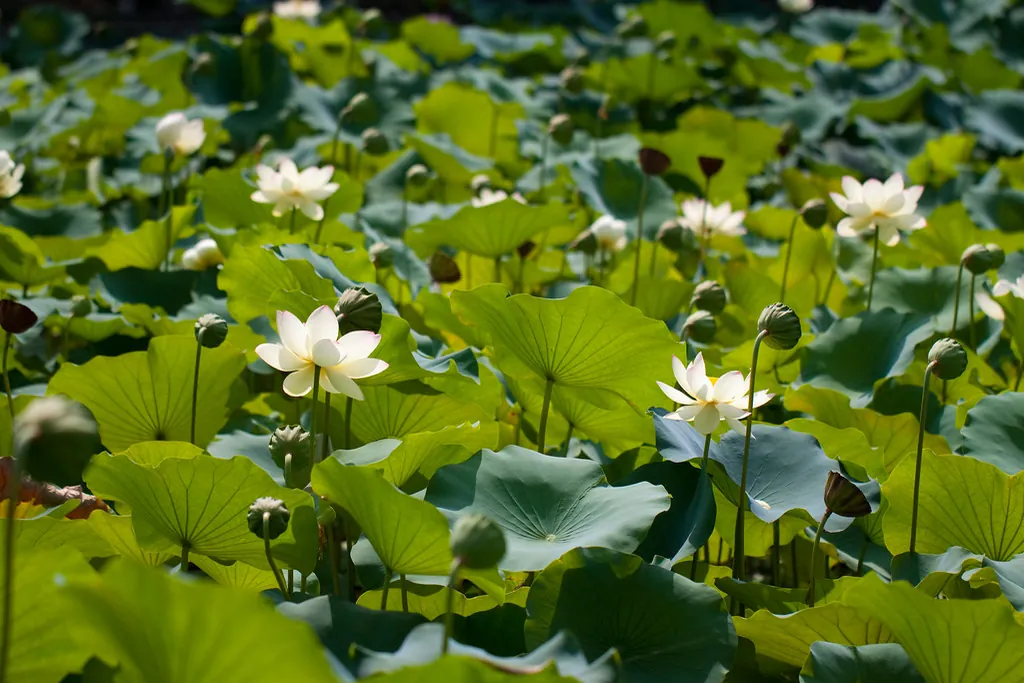 A pond at Nagai Botanical Garden covered with lotus leaves and white lotus flowers